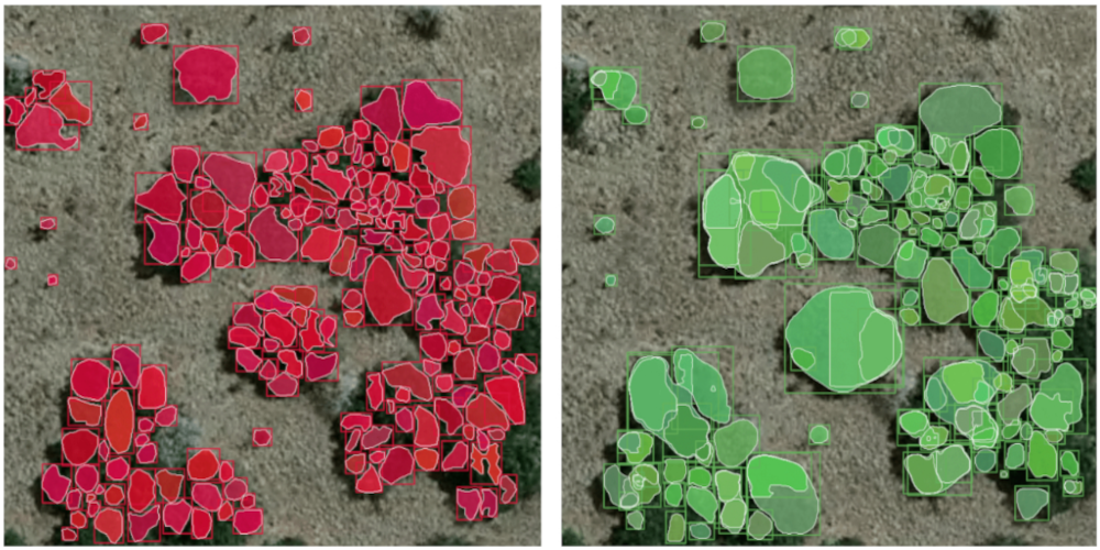 Detection of Individual Trees